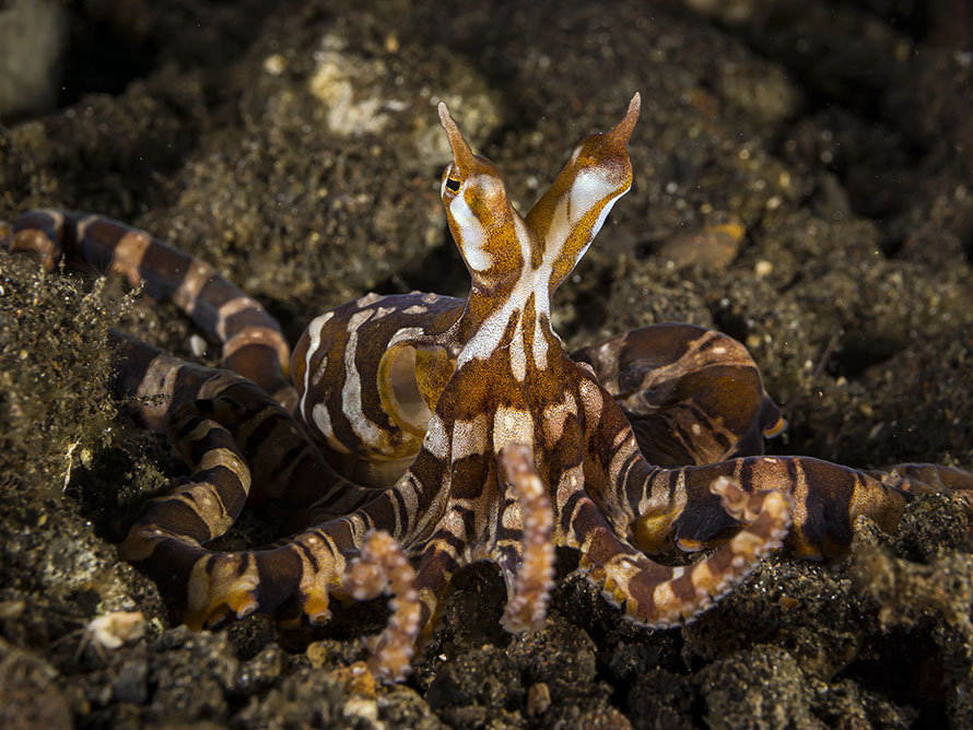 Wunderpus photogenicus
